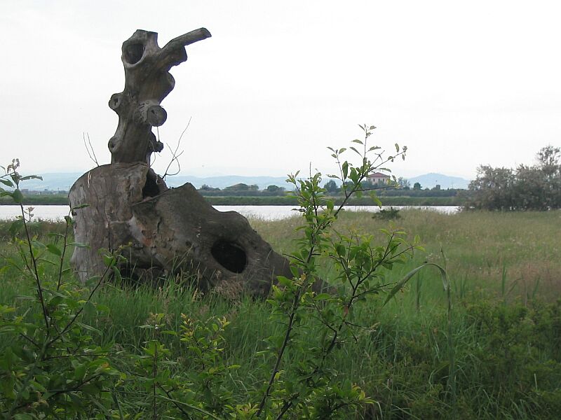 Saline di Cervia (RA)